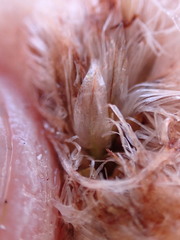 Eriophorum chamissonis