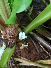 Goeppertia propinqua
