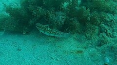 Amblygobius phalaena