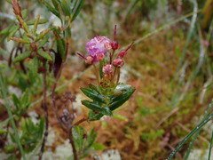 Kalmia microphylla