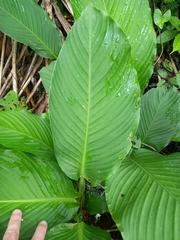 Goeppertia propinqua