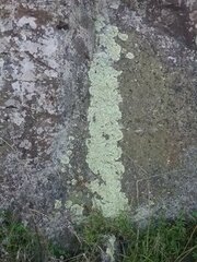 Flavoparmelia haysomii