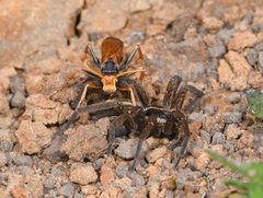 Cryptocheilus australis