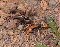 Cryptocheilus australis