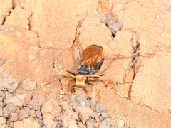 Cryptocheilus australis