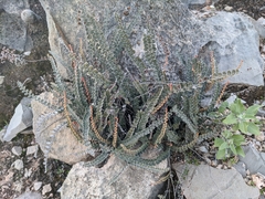 Astrolepis cochisensis