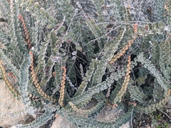 Astrolepis cochisensis