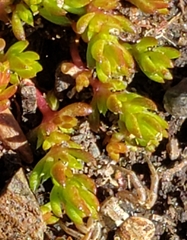 Crassula tillaea