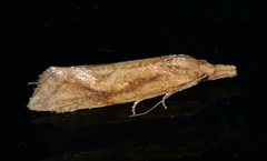 Aethes biscana