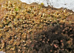 Ptilidium pulcherrimum