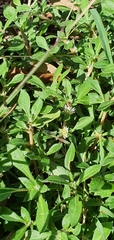 Alternanthera paronychioides