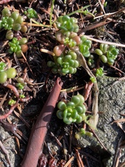 Sedum oreganum