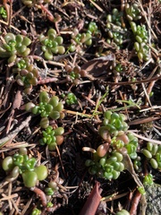 Sedum oreganum