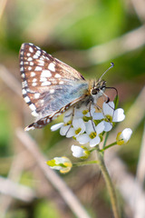 Burnsius communis