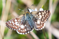 Burnsius communis