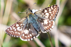 Burnsius communis