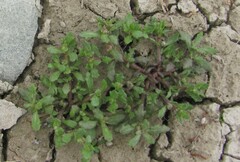 Centipeda aotearoana