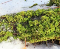 Dicranum flagellare