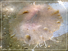 Acotylea
