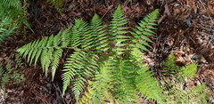 Calochlaena dubia