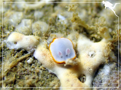 Goniobranchus verrieri