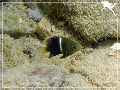 Chrysiptera biocellata