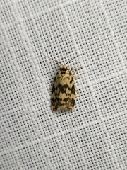 Goniosema anguliscripta