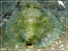 Dolabrifera dolabrifera