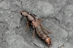 Platydracus cinnamopterus
