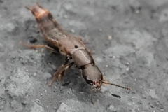Platydracus cinnamopterus