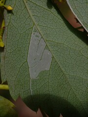 Phyllocnistis ampelopsiella