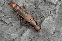 Platydracus cinnamopterus