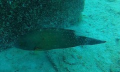 Cheilinus chlorourus