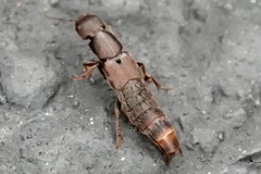 Platydracus cinnamopterus