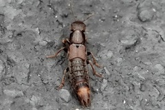 Platydracus cinnamopterus