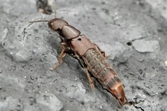 Platydracus cinnamopterus