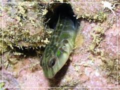 Omobranchus elongatus
