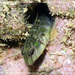 Chevron Blenny - Photo (c) Johan Bas, some rights reserved (CC BY-NC), uploaded by Johan Bas