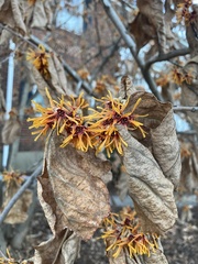 Hamamelis mollis