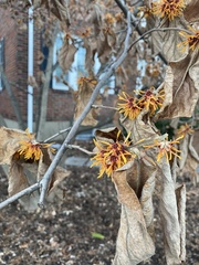 Hamamelis mollis