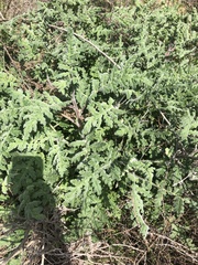 Phacelia ramosissima