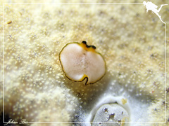 Pseudoceros heronensis