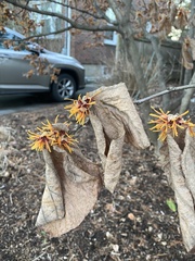 Hamamelis mollis