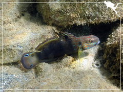 Amblygobius phalaena