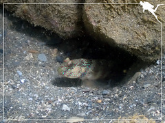 Cryptocentrus leptocephalus