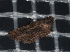 Paradromulia ambigua