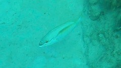 Scolopsis monogramma