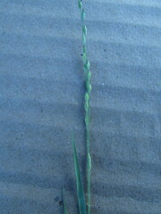 Panicum hallii