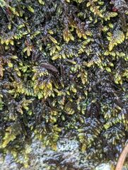 Callicladium imponens