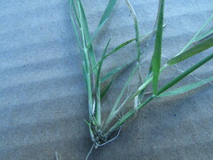 Panicum hallii